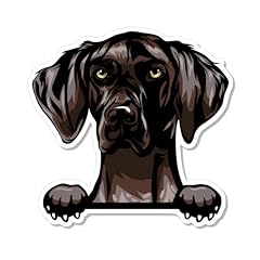 German shorthaired pointer for sale  Delivered anywhere in USA 