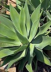 Foxtail agave seeds usato  Spedito ovunque in Italia 