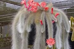 Monkey tail cactus for sale  Delivered anywhere in UK