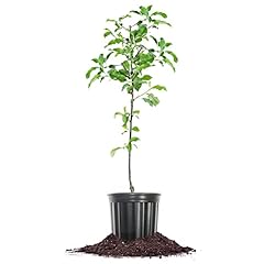 Perfect plants granny for sale  Delivered anywhere in USA 
