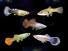 Swimming creatures mixed for sale  Delivered anywhere in USA 