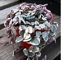 20pcs ceropegia woodii d'occasion  Livré partout en France