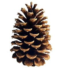Pack inch pine for sale  Delivered anywhere in USA 