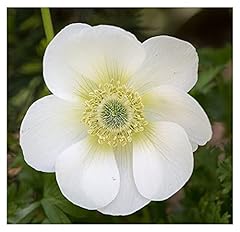 20x anemone coronaria for sale  Delivered anywhere in UK