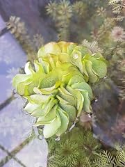 Lincolnshire pond plants for sale  Delivered anywhere in UK