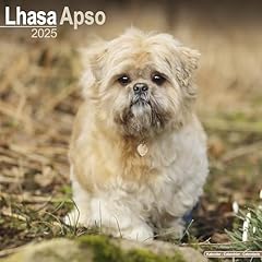 Lhasa apso 2025 for sale  Delivered anywhere in UK