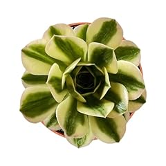 Live succulents aeonium for sale  Delivered anywhere in USA 