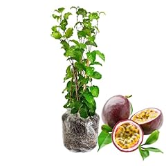 Passion fruit tree for sale  Delivered anywhere in USA 