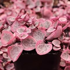 Graines plantes ceropegia d'occasion  Livré partout en France