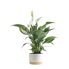 Costa farms peace for sale  Delivered anywhere in USA 