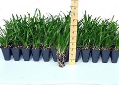 Agapanthus blue lily for sale  Delivered anywhere in USA 