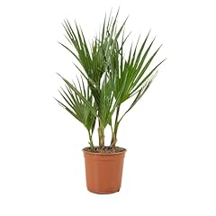 Bloomique washingtonia robusta usato  Spedito ovunque in Italia 