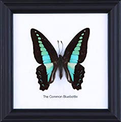The Common Bluebottle (Graphium sarpedon) | Framed for sale  Delivered anywhere in Canada