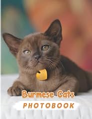 Burmese cats photography for sale  Delivered anywhere in UK