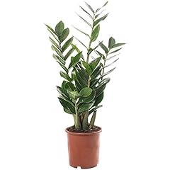 Plante intérieur zamioculcas d'occasion  Livré partout en France