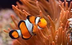 Swimming creatures ocellaris for sale  Delivered anywhere in USA 