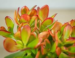 Crassula ovata sunset for sale  Delivered anywhere in UK