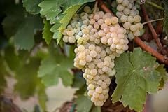 Barbatelle piante uva usato  Spedito ovunque in Italia 