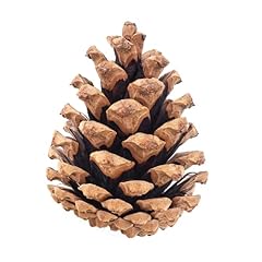 Large pine cones for sale  Delivered anywhere in USA 