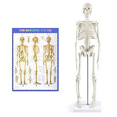Menschliches skelett modell gebraucht kaufen  Wird an jeden Ort in Deutschland