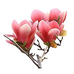 Red Magnolia Denudata Flower Seeds 5pcs Organic Fresh for sale  Delivered anywhere in Canada