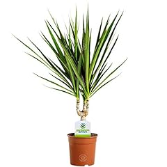 Dracaena marginata plant for sale  Delivered anywhere in UK
