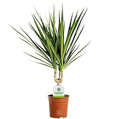 Dracaena marginata plant for sale  Delivered anywhere in UK