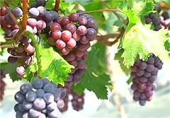 Garden plant seeds for sale  Delivered anywhere in USA 