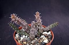 Stapelianthus decaryi pseudoli for sale  Delivered anywhere in UK