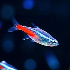 Neon tetra live for sale  Delivered anywhere in USA 