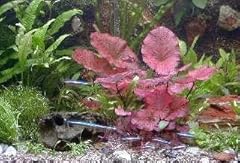 Bund aquarienpflanzen 2 gebraucht kaufen  Wird an jeden Ort in Deutschland