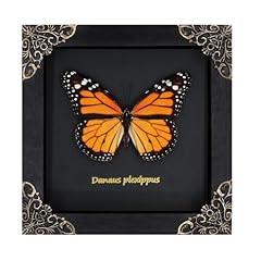 Monarch butterfly framed for sale  Delivered anywhere in USA 