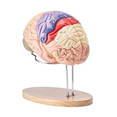 Vevor human brain for sale  Delivered anywhere in UK
