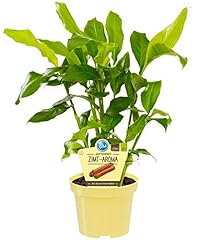 Bio zimt aroma gebraucht kaufen  Wird an jeden Ort in Deutschland