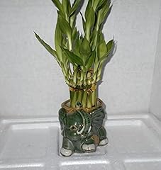 Medium size elephant for sale  Delivered anywhere in USA 
