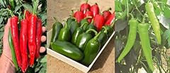 Chilli pepper mixed for sale  Delivered anywhere in UK