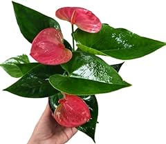 Anthurium live plant for sale  Delivered anywhere in USA 
