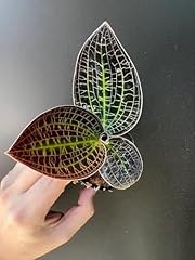 Giant jewel orchid for sale  Delivered anywhere in USA 