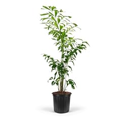 Fish tail palm for sale  Delivered anywhere in USA 