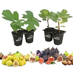 Fig tree variety for sale  Delivered anywhere in USA 