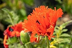 Papaver rientale türkenlouis gebraucht kaufen  Wird an jeden Ort in Deutschland
