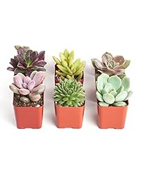 Shop succulents unique for sale  Delivered anywhere in USA 
