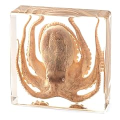 Real taxidermy octopus for sale  Delivered anywhere in USA 