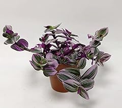 C.b. plants indoor for sale  Delivered anywhere in UK