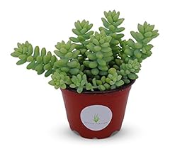 Donkey tail succulents for sale  Delivered anywhere in USA 