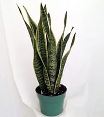 Snake plant mother for sale  Delivered anywhere in USA 