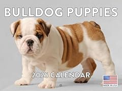 Bulldog dog puppy for sale  Delivered anywhere in USA 