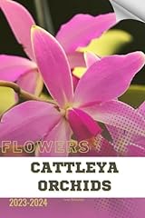Cattleya orchids become for sale  Delivered anywhere in UK