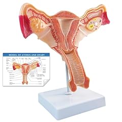 Merinden human uterus for sale  Delivered anywhere in USA 