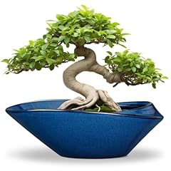 Epfamily bonsai tree for sale  Delivered anywhere in USA 